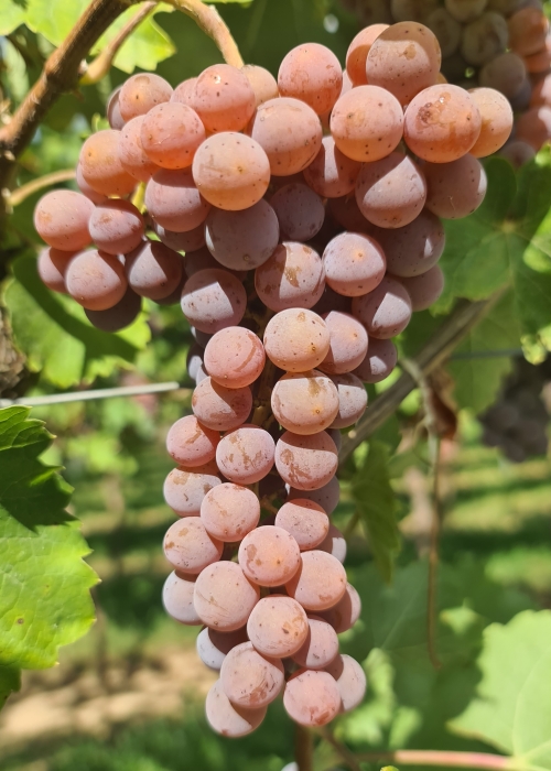 Souvignier gris 20260907 140015